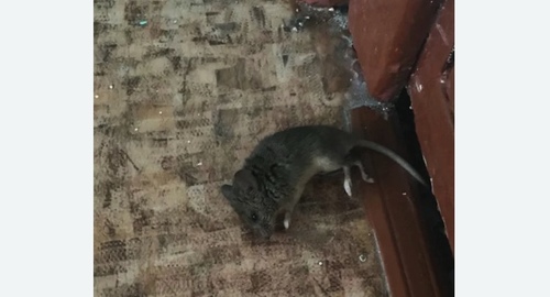 Дезинфекция от мышей в Дмитриеве